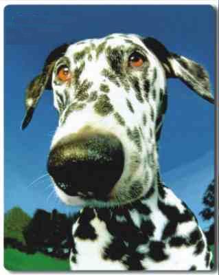 Коврик Pod Mishkou Далматинец 
Коврик Pod Mishkou Далматинец